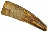 Fossil Spinosaurus Tooth - Feeding Worn Tip #360130-1